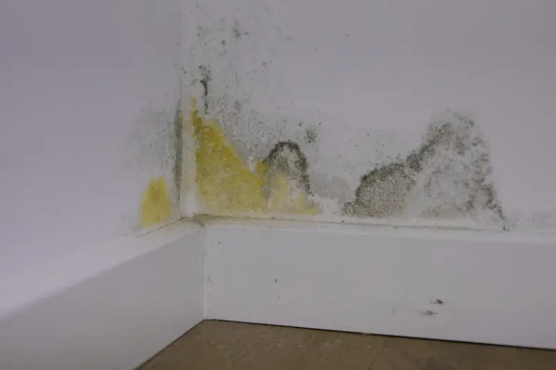 Mold Inspection Services