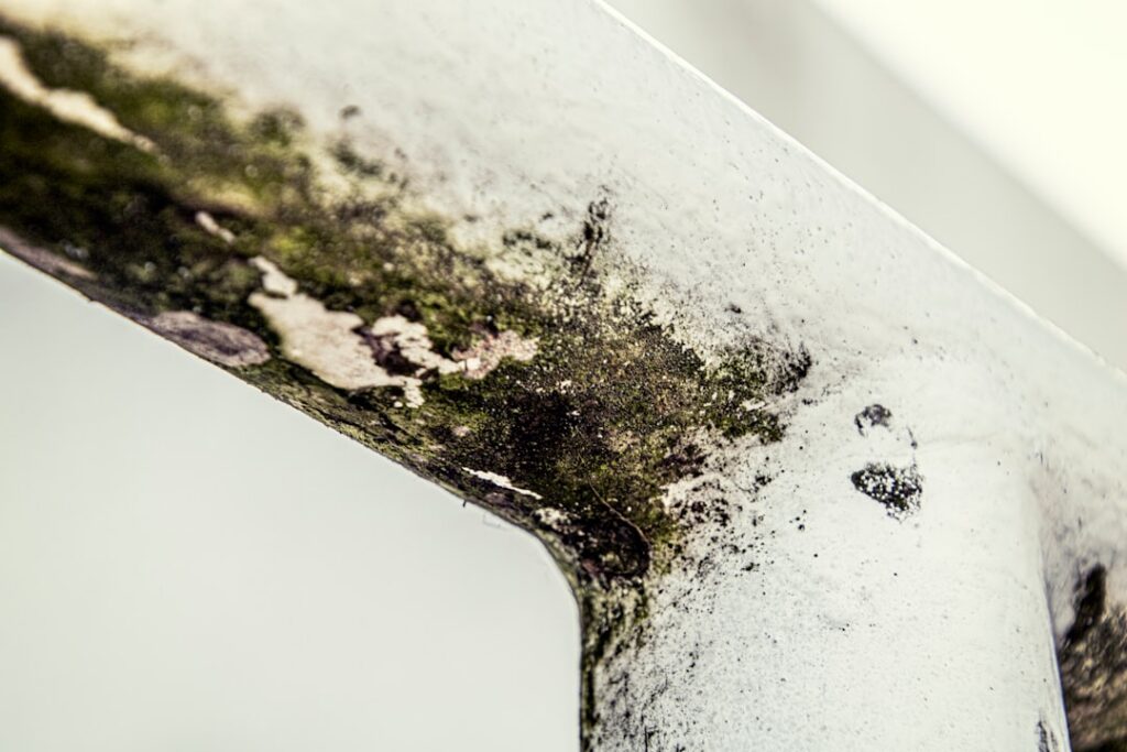How to Safely Remove Mold from Drywall and Sheetrock in Naples, FL: DIY vs. Professional Remediation