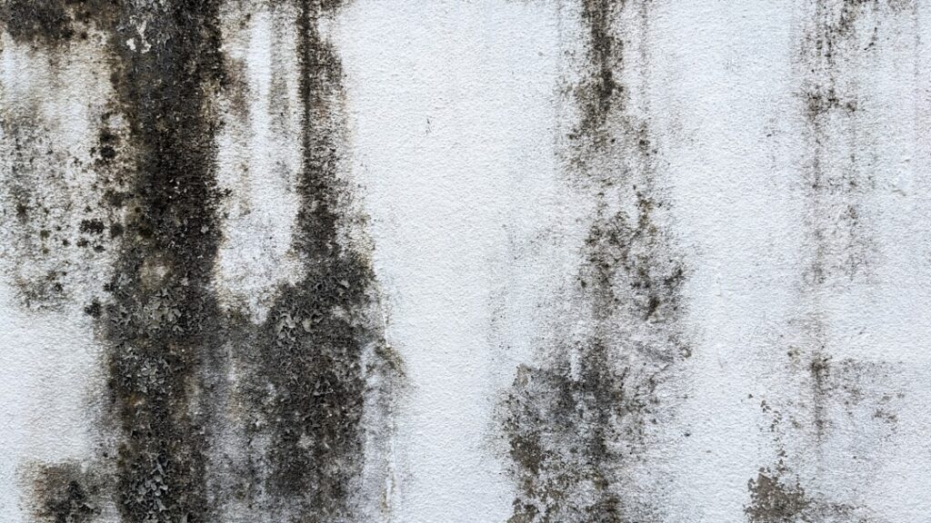 How to Tell If You Need a Mold Inspection in Your Naples FL Home